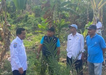 Cocok Ditanam Di Dompu, Dinstanbun Suport Budidaya Kurma