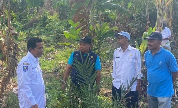 Cocok Ditanam Di Dompu, Dinstanbun Suport Budidaya Kurma