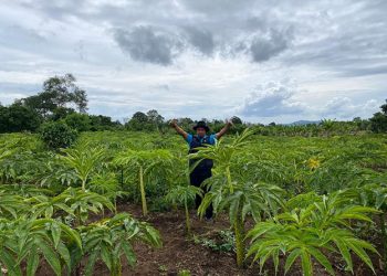 Budidaya Porang di Dompu Sudah Capai 369,9 Ha