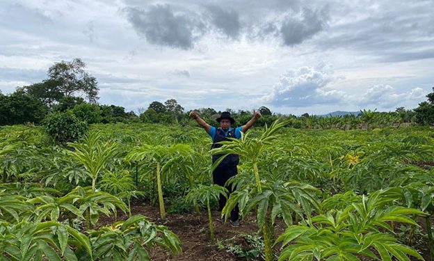 Budidaya Porang di Dompu Sudah Capai 369,9 Ha