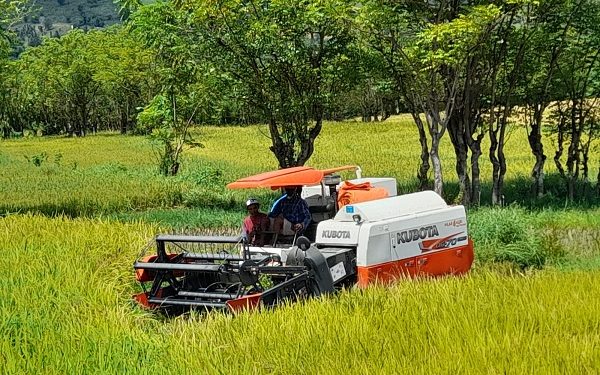 Sebanyak 6.500 Ton Beras Dompu-Bima Penuhi Pasokan Beras Wilayah Lain