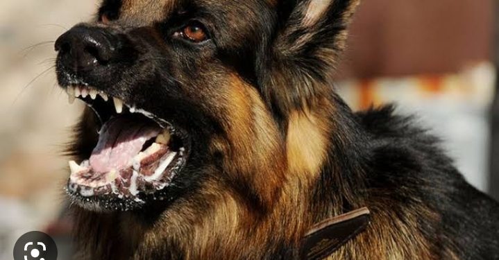 Asyik Duduk di Gazebo, Kemaluan Warga Taa Digigit Anjing   