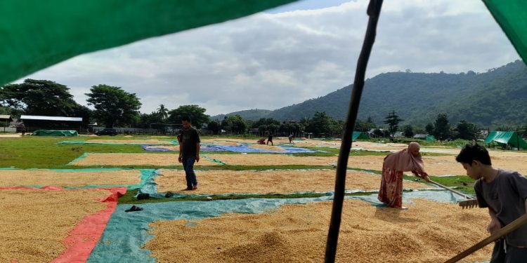Dampak Cuaca Ekstrim, Banyak Jagung Petani Rusak dan Dihargai Murah