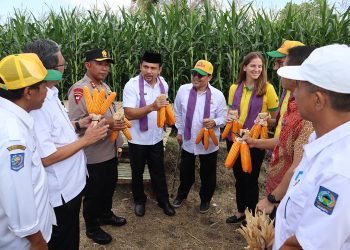Jagung Dompu Beri Kontribusi Besar Bagi Ketersediaan Jagung Nasional