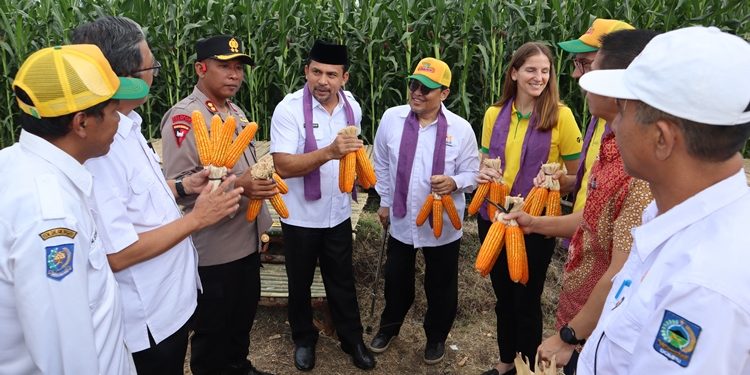 Jagung Dompu Beri Kontribusi Besar Bagi Ketersediaan Jagung Nasional