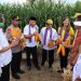 Jagung Dompu Beri Kontribusi Besar Bagi Ketersediaan Jagung Nasional