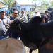 Kontes Ternak NTB di Dompu, Bupati Bangga Melihat Hasil Peternakan Warganya