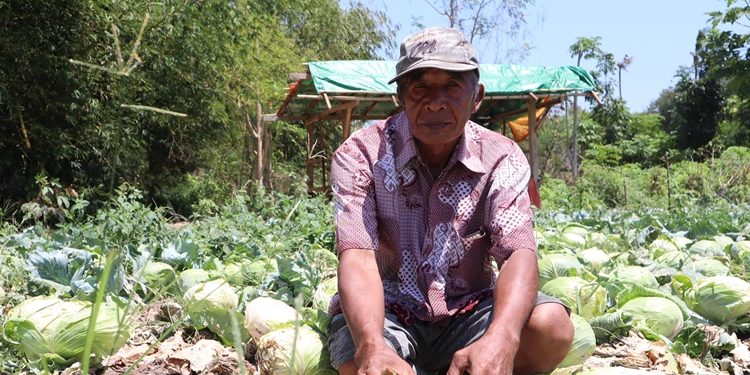 Muhtar Petani Dampingan PT STM Sukses dengan Pertanian Organik