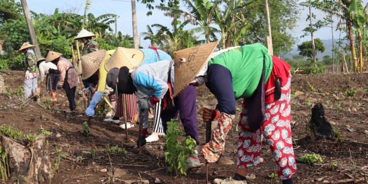 Penuhi Kebutuhan Pangan, Gabah di Dompu Diperkirakan Mulai Panen Februari 2024