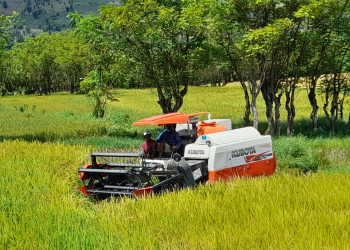 Harga Produk Pertanian di Dompu Masih Tinggi Efek dari Masa Tanam