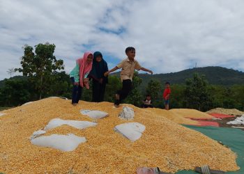 Harga Produk Pertanian di Dompu Masih Tinggi Efek dari Masa Tanam