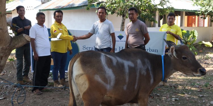 PT STM Bagikan 11 Ekor Sapi untuk Qurban 2024