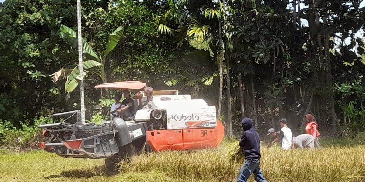 Realisasi Pertanaman Padi di Dompu Alami Surplus