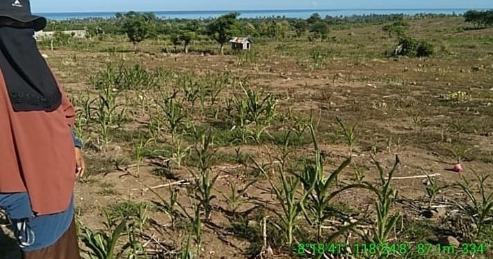 Distanbun Upayakan Bantuan Bibit bagi Petani Terkena Dampak Kekeringan