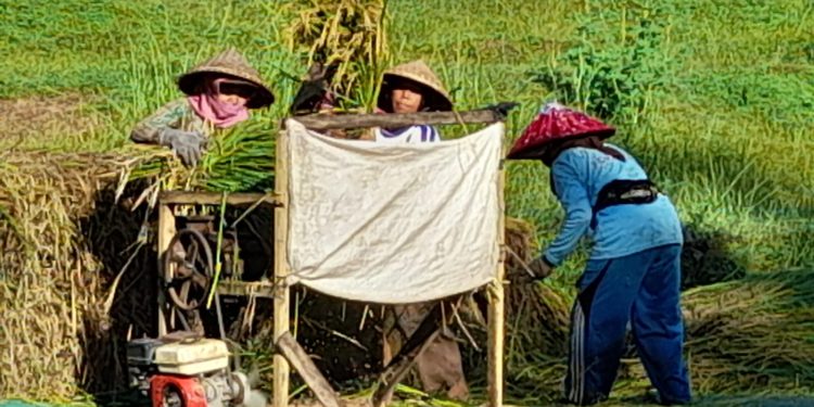 Harga Gabah Mulai Stabil Akibat Serapan Gabah Petani yang Intens