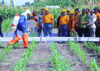 Dompu Jadi Lokasi Pengembangan Jagung Bioteknologi