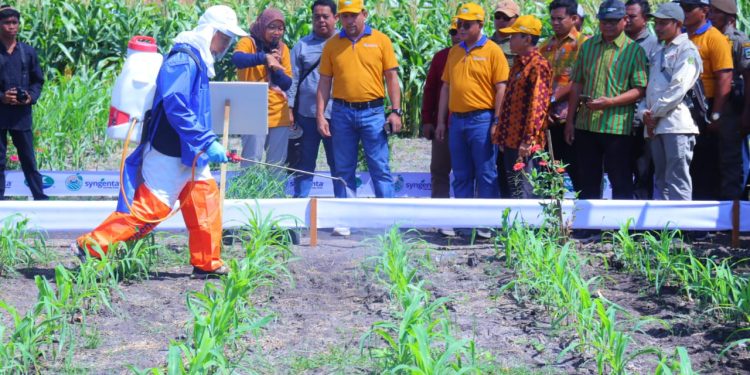 Dompu Jadi Lokasi Pengembangan Jagung Bioteknologi