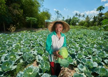 Program Pertanian Organik PT STM Berhasil Tingkatkan Panen Petani Lokal