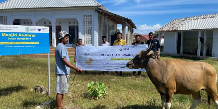 PT STM Salurkan 11 Sapi Kurban bagi Masyarakat Dompu