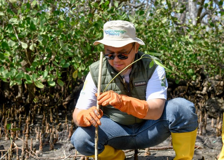 Peringati Hari Mangrove Sedunia dan HUT ke-62, Bank NTB Syariah Tanam Mangrove di Kawasan Ekowisata Paremas